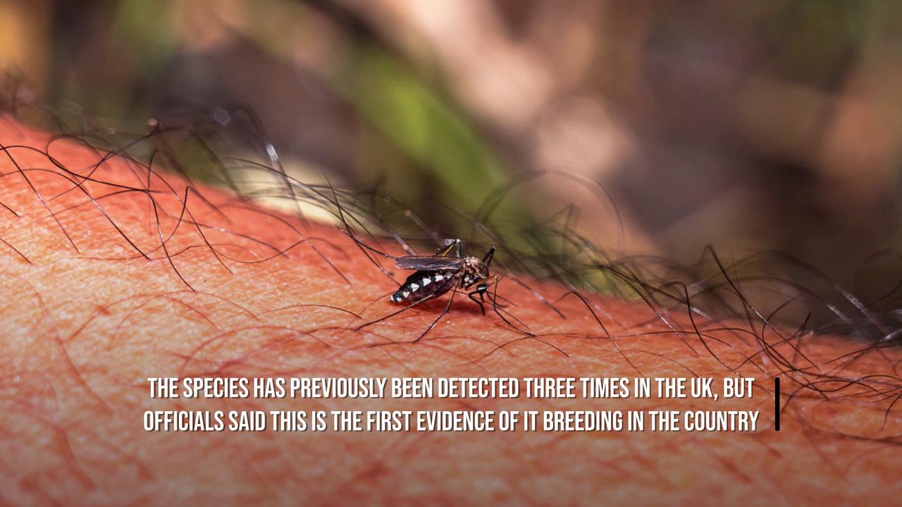 Video thumbnail for Disease-Carrying Mosquitoes Found Breeding In UK For First Time.
