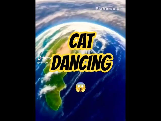 Video thumbnail for This Cat Crazy  😱😱#cat #shorts #viralshorts #funny