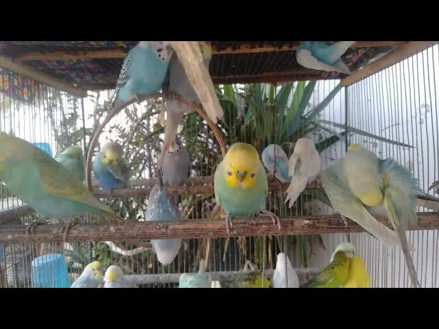 Video thumbnail for Nordisk kæledyrsglæde i rolige billeder 💙🐤 #petjoy #undulat #rpmfriendly