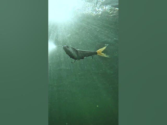 Video thumbnail for The @berkleyfishing  Chop Block straight up puts fish in the boat👊