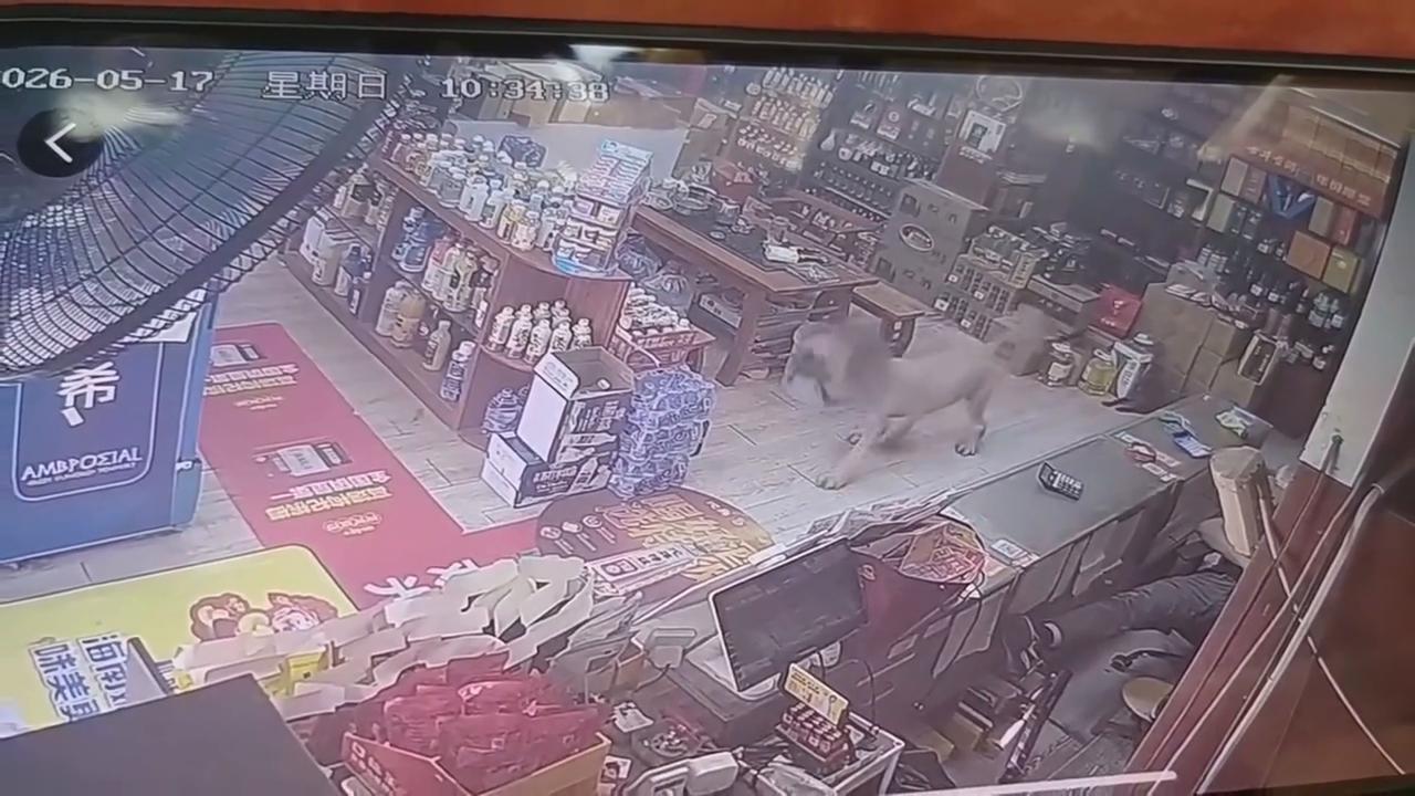 Video thumbnail for China: Groomed Chinese dog looks like a lion in shop.