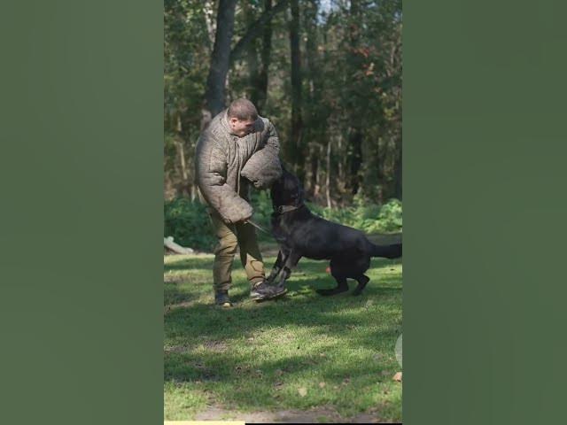 Video thumbnail for The World of Paws German Shepherds