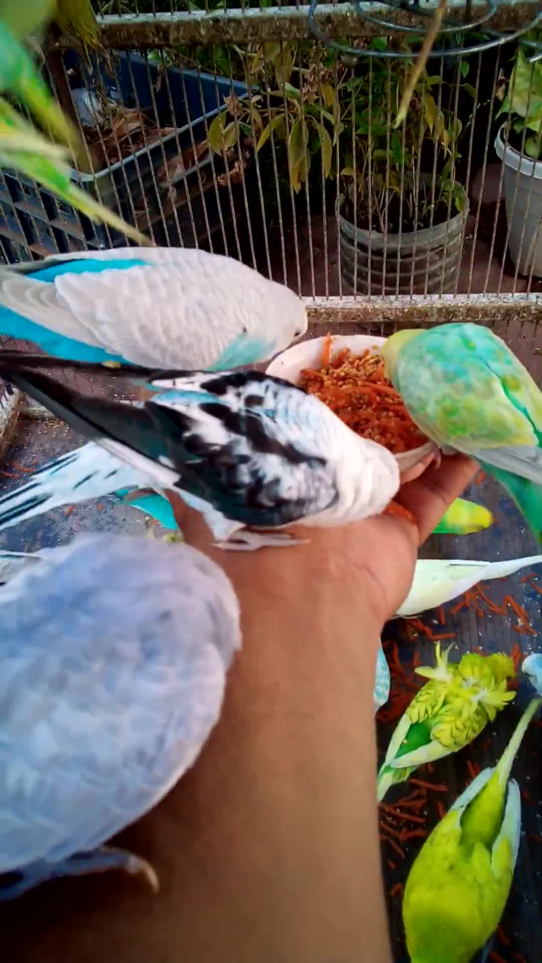 'Video thumbnail for This Amazon bird toy is SO COOL#birds#parrot #birdslover #budgis #lovebirds #budgiegar #cute #health'
