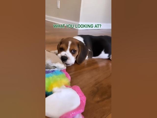 'Video thumbnail for #dog #beaglelife #beaglebreed #beagle #beagledog #puppy #dogbreed #beaglepuppy #funnydog #beagleboy'