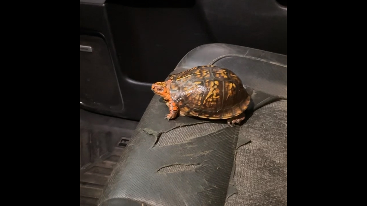 Video thumbnail for Flooded Creek in Grovetown with Turtle Passenger
