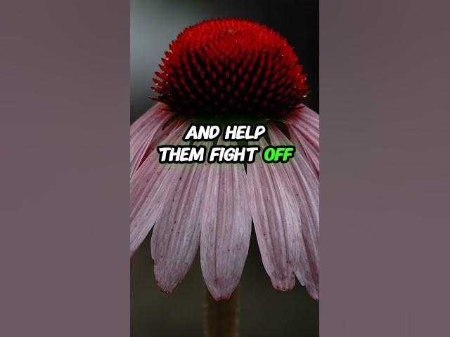 Video thumbnail for 7 Herbal Remedies to Help Cats Beat a Cold