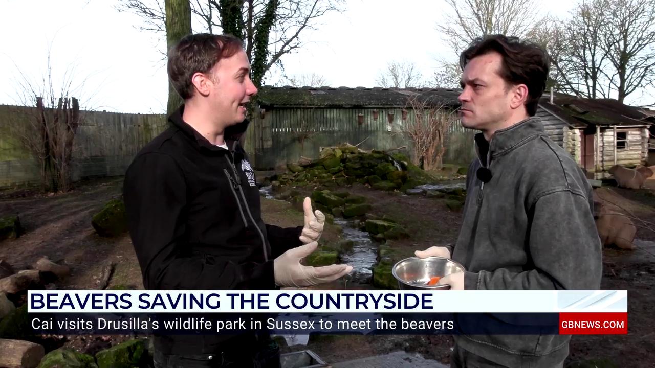 Video thumbnail for WATCH: Cai Wilshaw comes face-to-face with a beaver at Drusilla's Wildlife Park