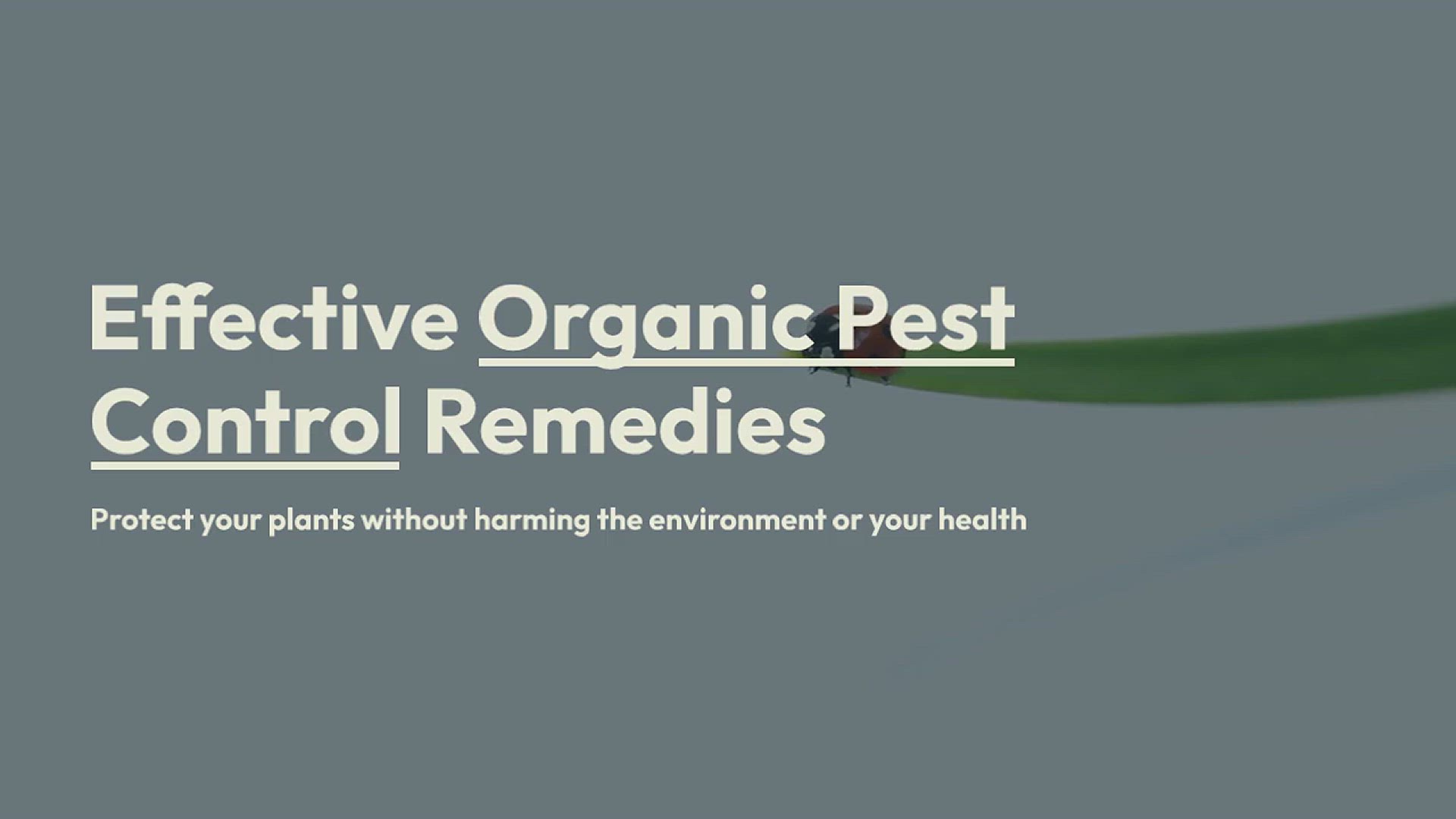'Video thumbnail for Natural Organic Pest Control Remedies for Garden'