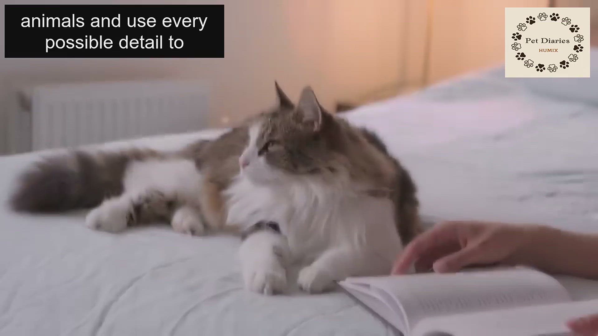 'Video thumbnail for What Your Cat Knows About You! -just wow馃惐馃'