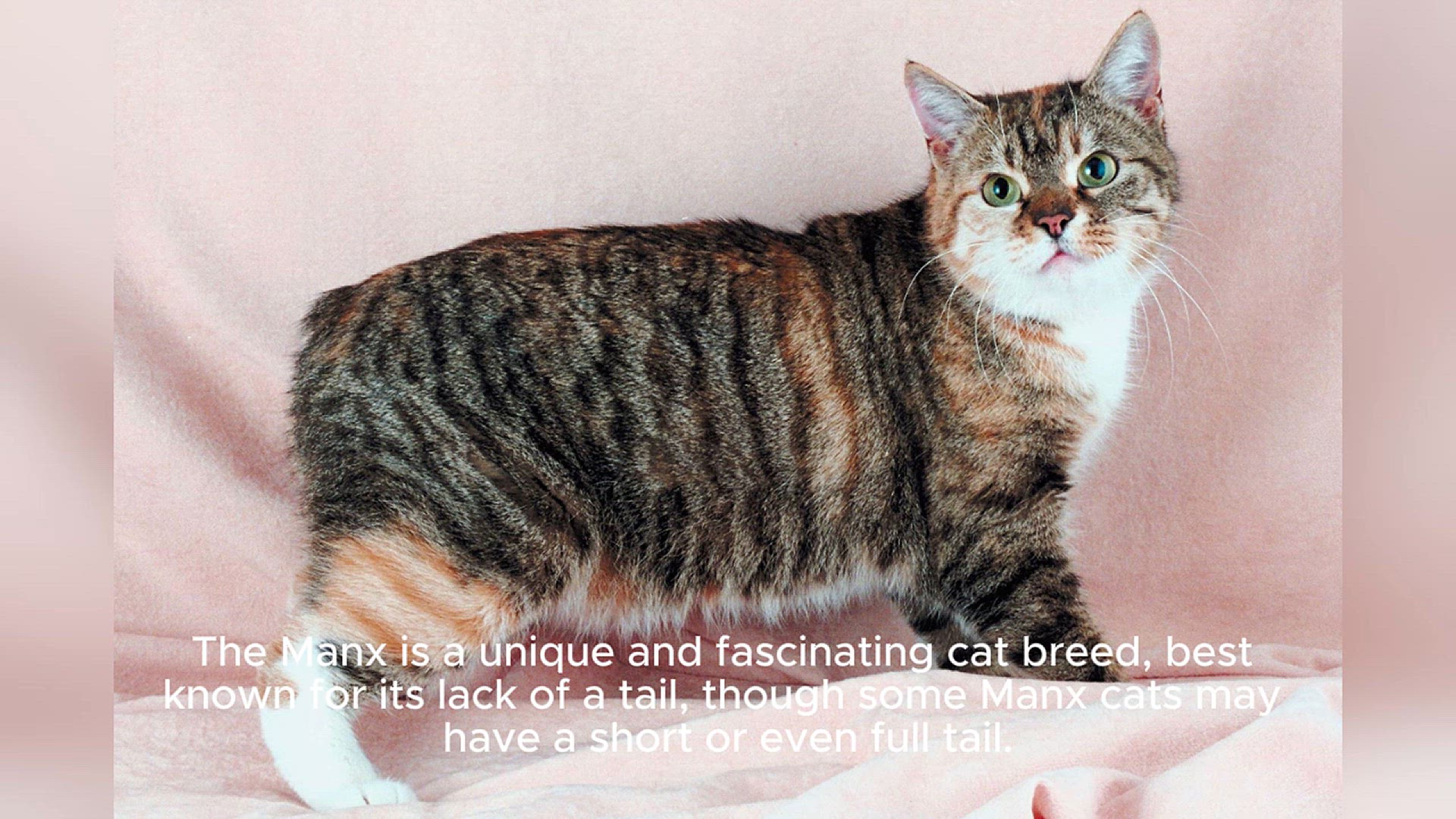 Video thumbnail for Manx