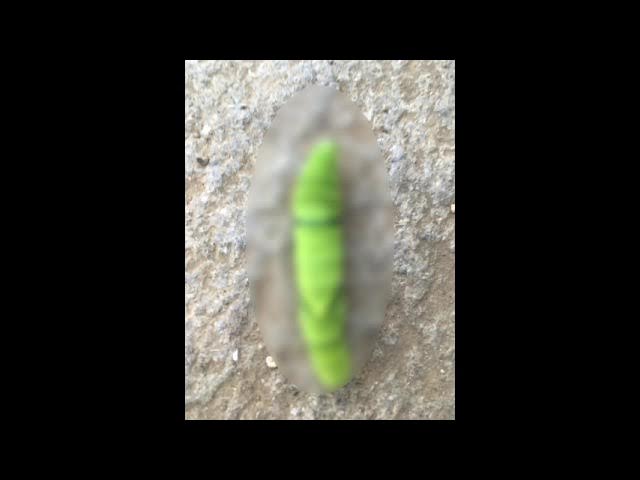 Video thumbnail for 昆虫 これは何のさなぎでしょうか 19秒以内に答えてください