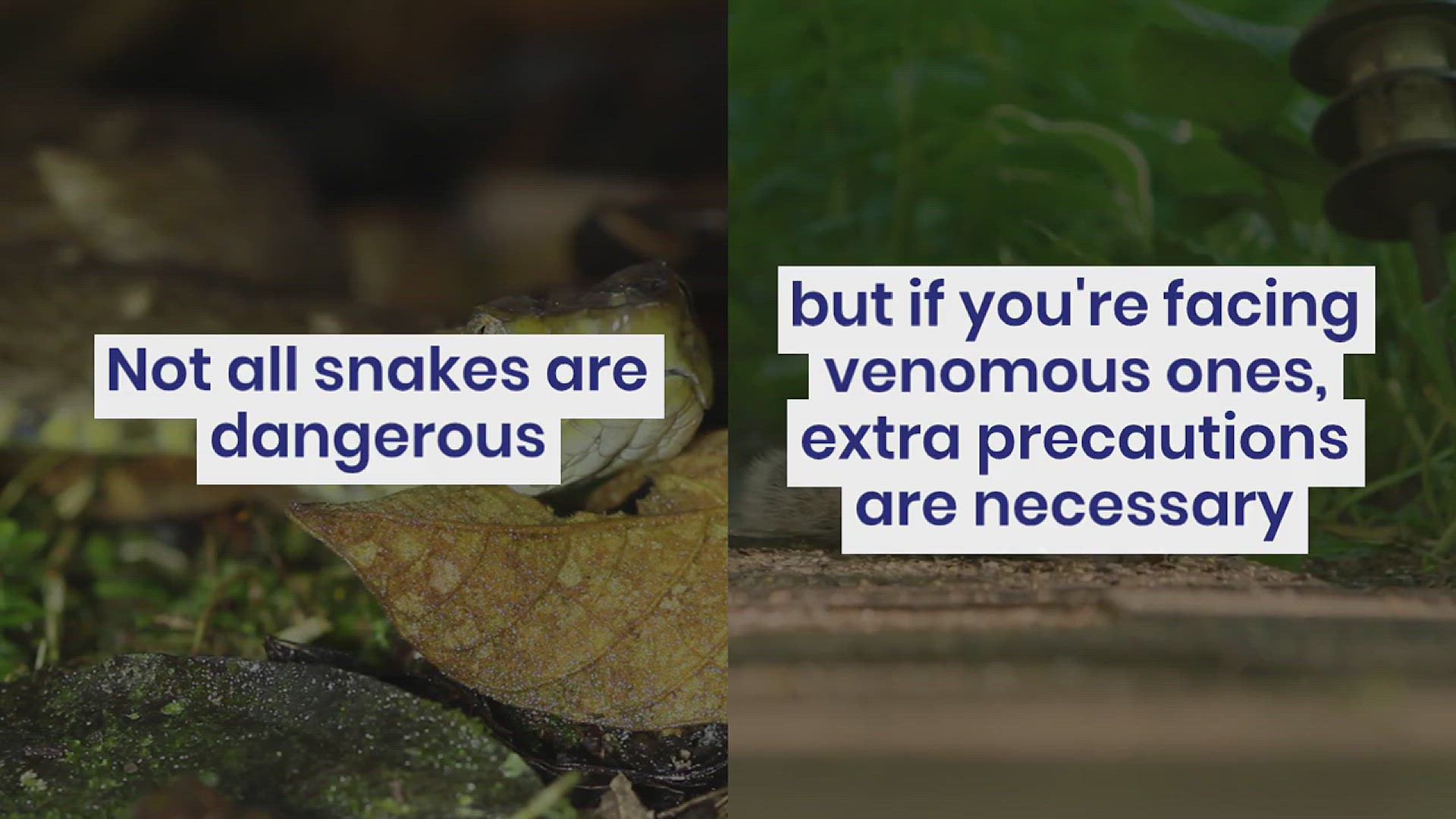 'Video thumbnail for How to Get Rid of Snakes'