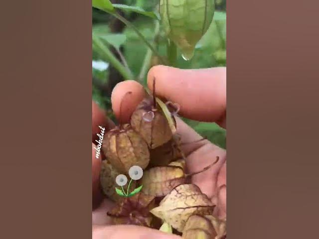 Video thumbnail for Khasiat Buah Ciplukan: Buah Ciplukan Secara Ilmiah