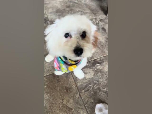 Video thumbnail for Maltipoo haircut #shorts