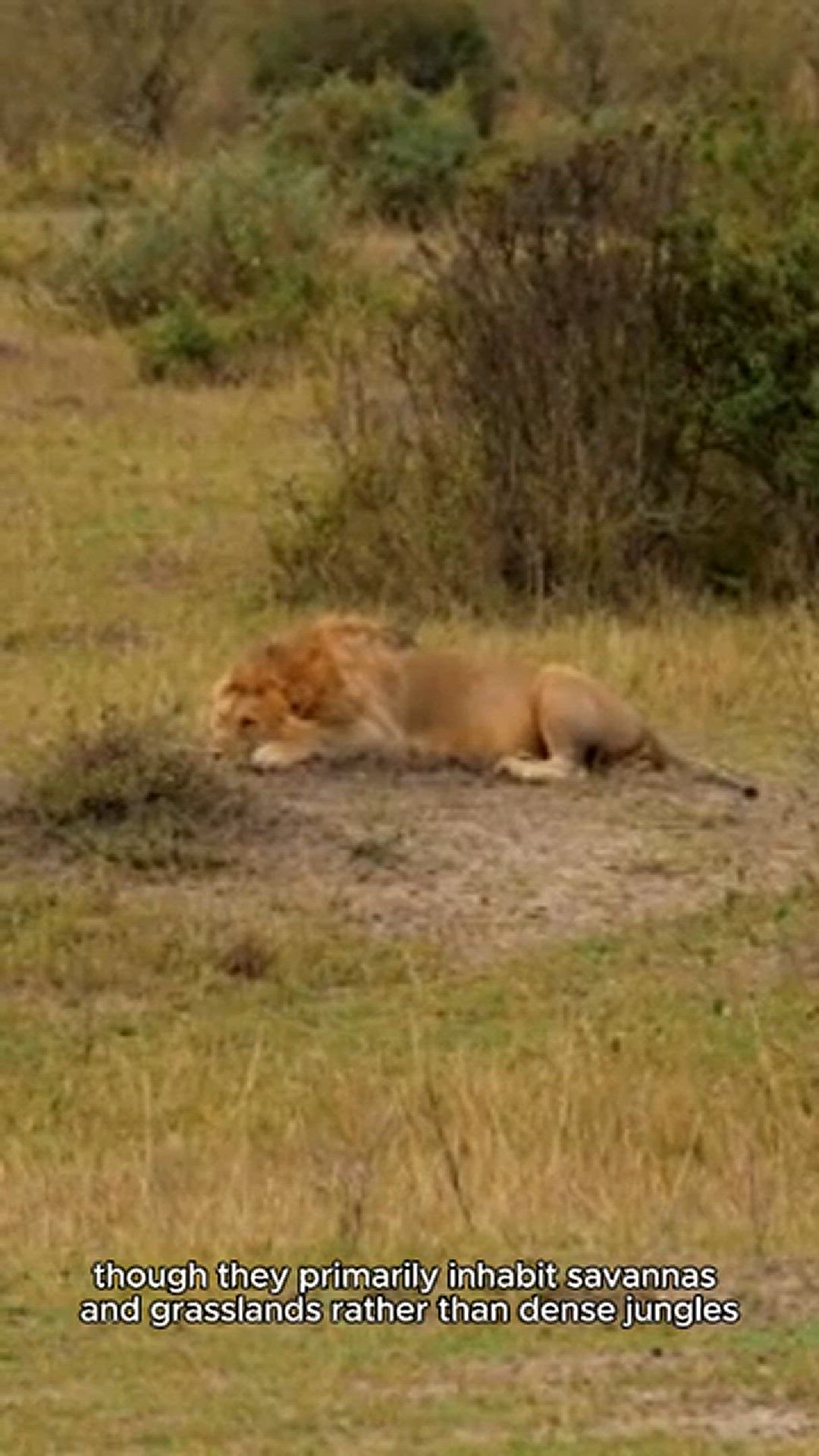 Video thumbnail for King of the jungle