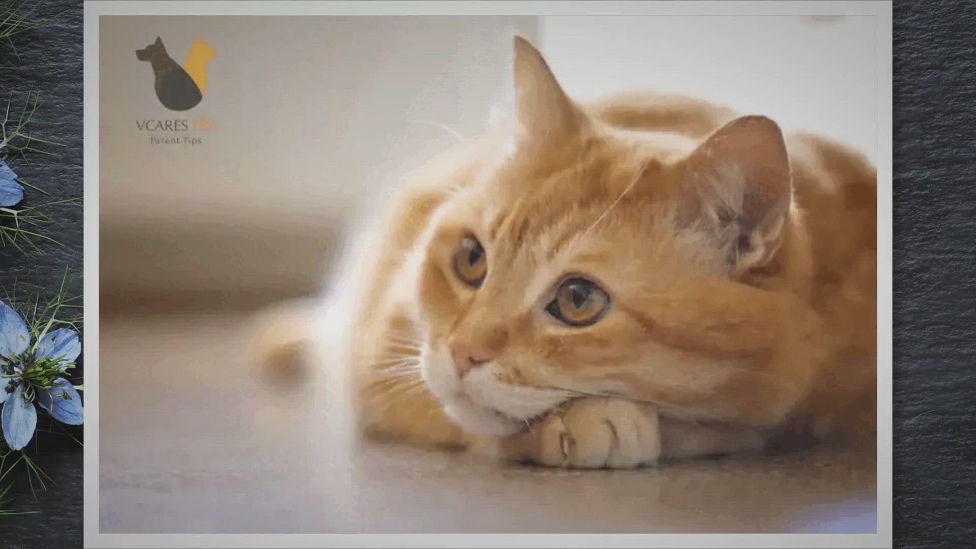 'Video thumbnail for Why Do Cats Just Stare at You? The Secrets Behind Your Cat’s Gaze!'