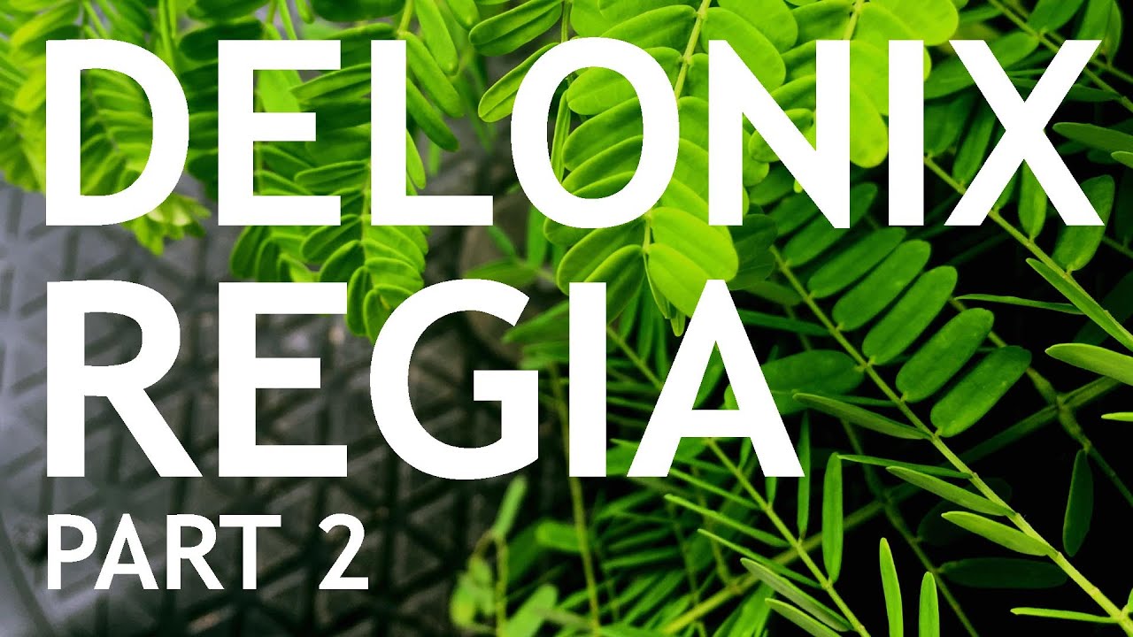 Video thumbnail for Delonix Regia Part 2