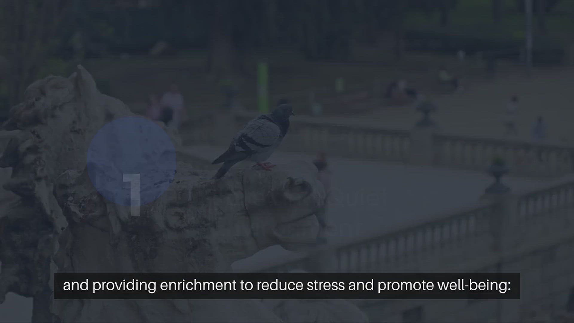 Video thumbnail for Addressing Anxiety in Birds