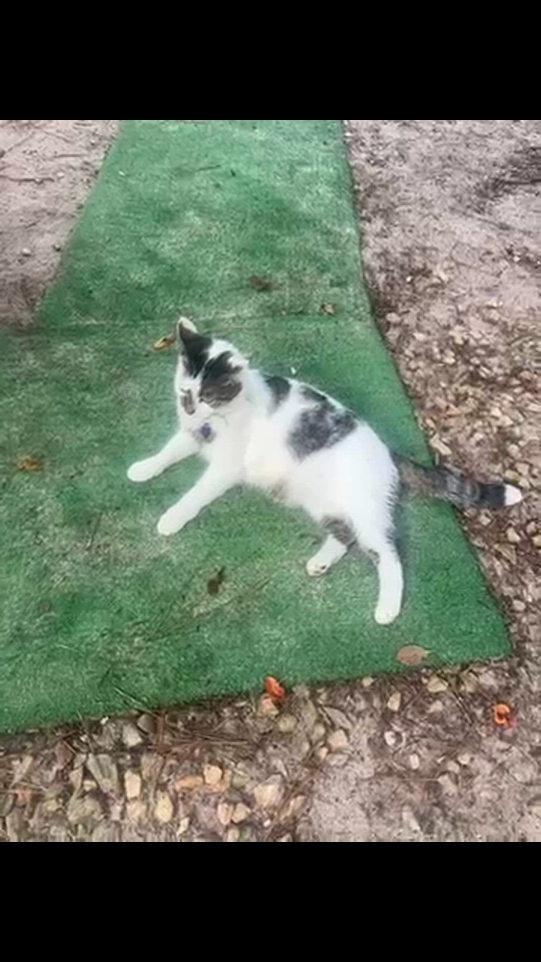 Video thumbnail for 78009625580  2A9A90B8 F7AA 4BB1 8F0A 5DC47CA4B324