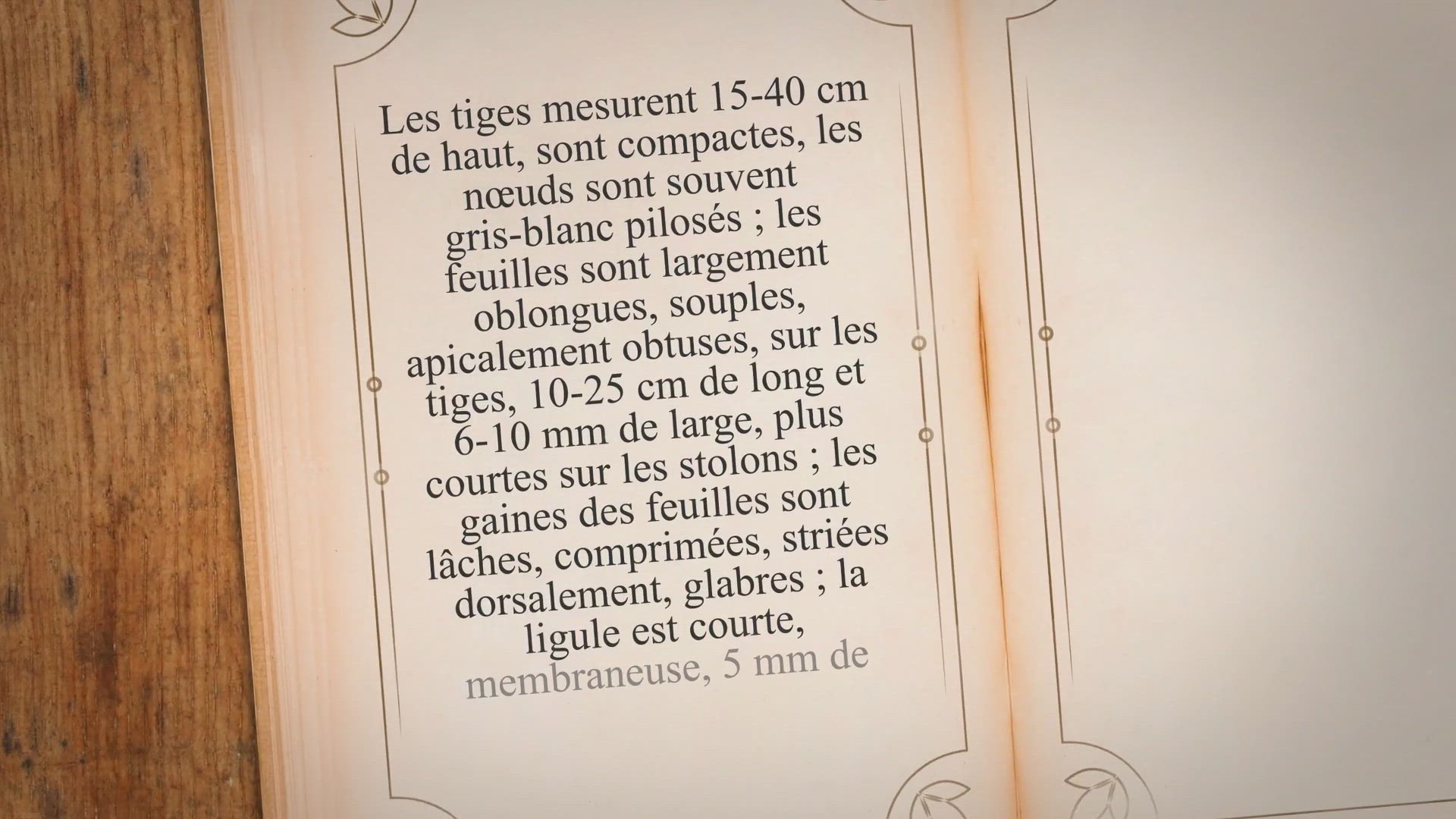'Video thumbnail for Herbe à vache (Axonopus Compressus)'