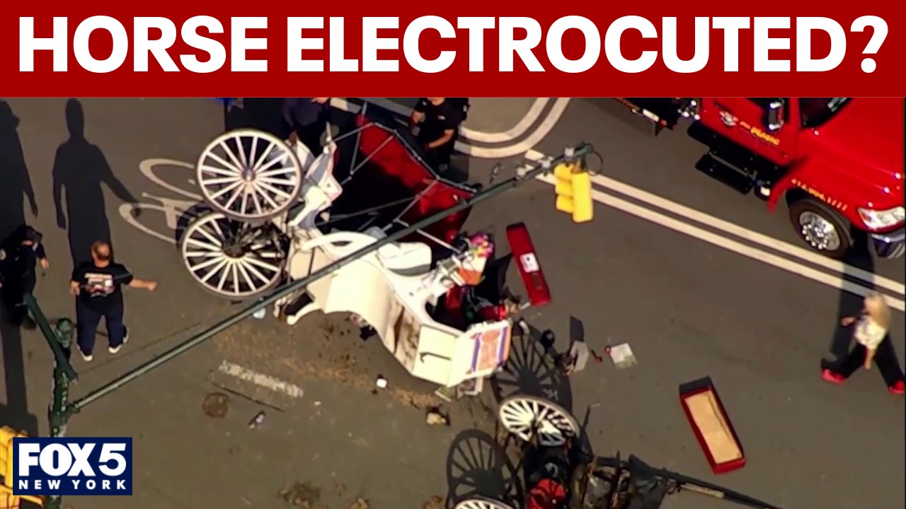 Video thumbnail for Horse in Central Park fatal crash may have been shocked, union says