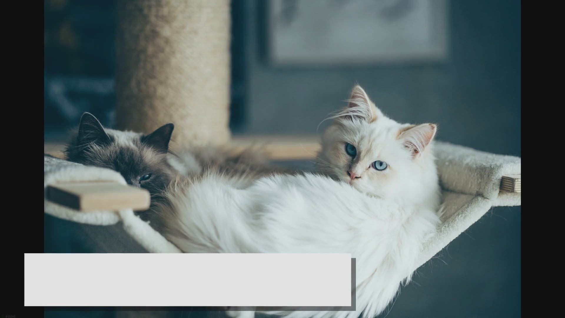'Video thumbnail for Blue Ragdoll: An All-in-one Guide for Cat Owners'