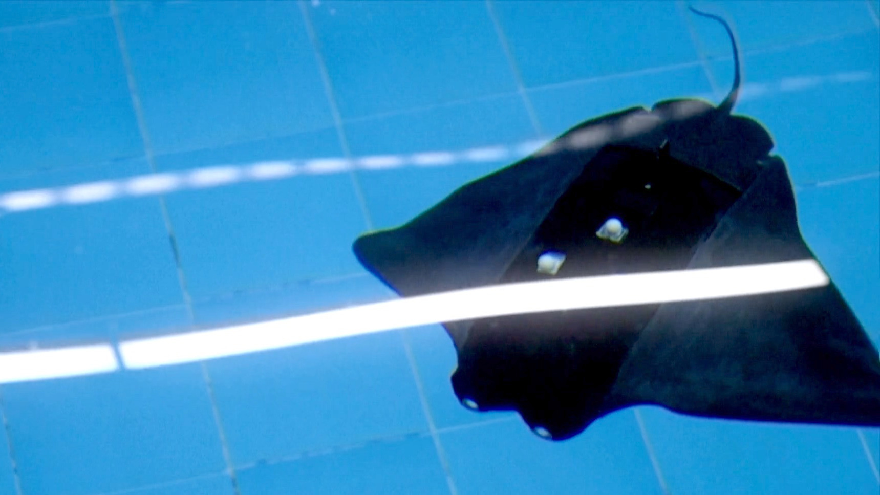 Video thumbnail for Meet the Biometric Manta Ray Guarding Coral Reefs
