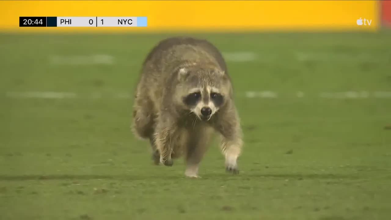Video thumbnail for stream punk soccer: raccoon stops play in philadelphia union vs nycfc!