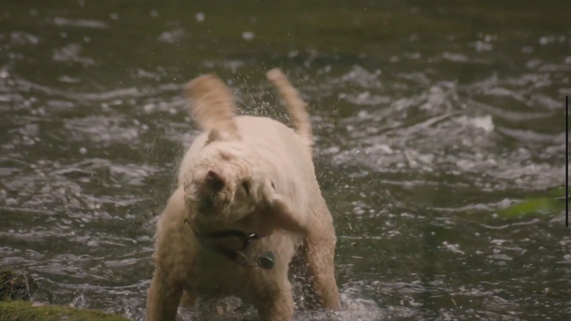 Video thumbnail for Common Causes of Black Specs on Dogs