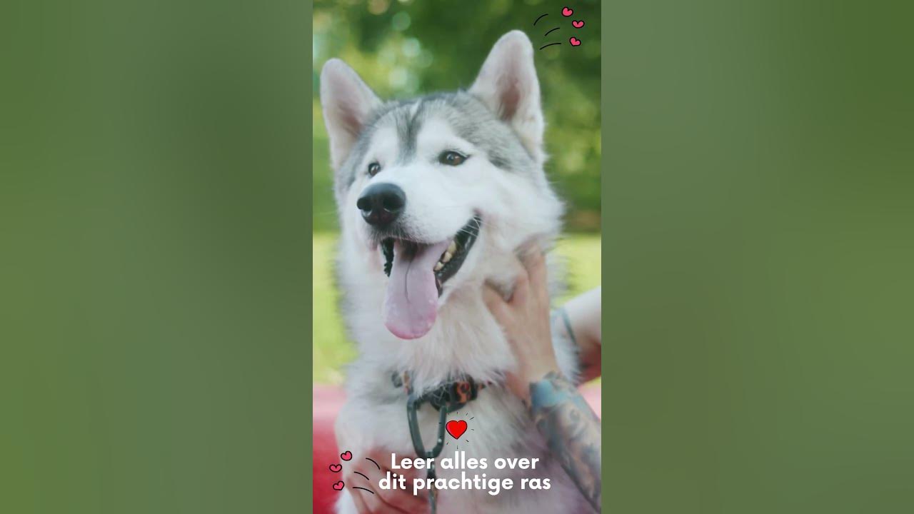 Video thumbnail for Leer alles over je favoriete huisdieren