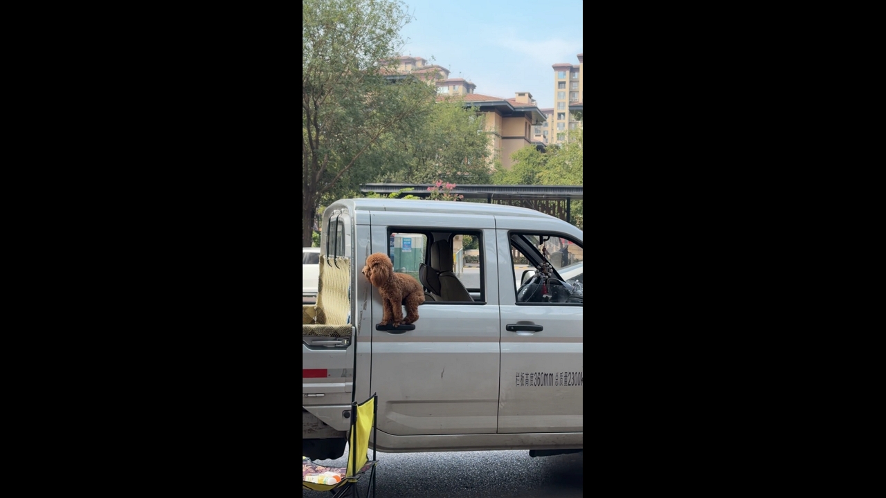Video thumbnail for Dog Calmly Sits on Pickup Truck Door Watching Owner in Shaanxi