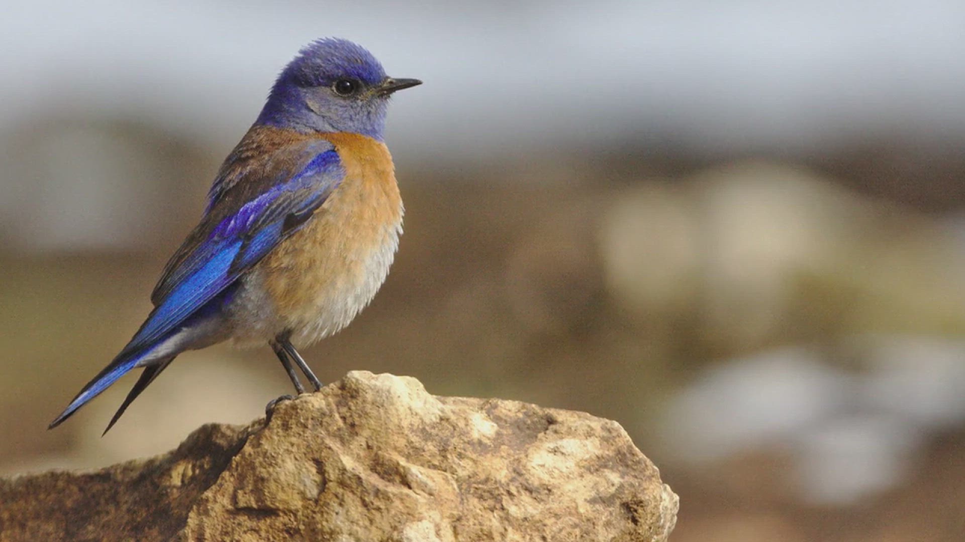 'Video thumbnail for How to Keep Birds Away'