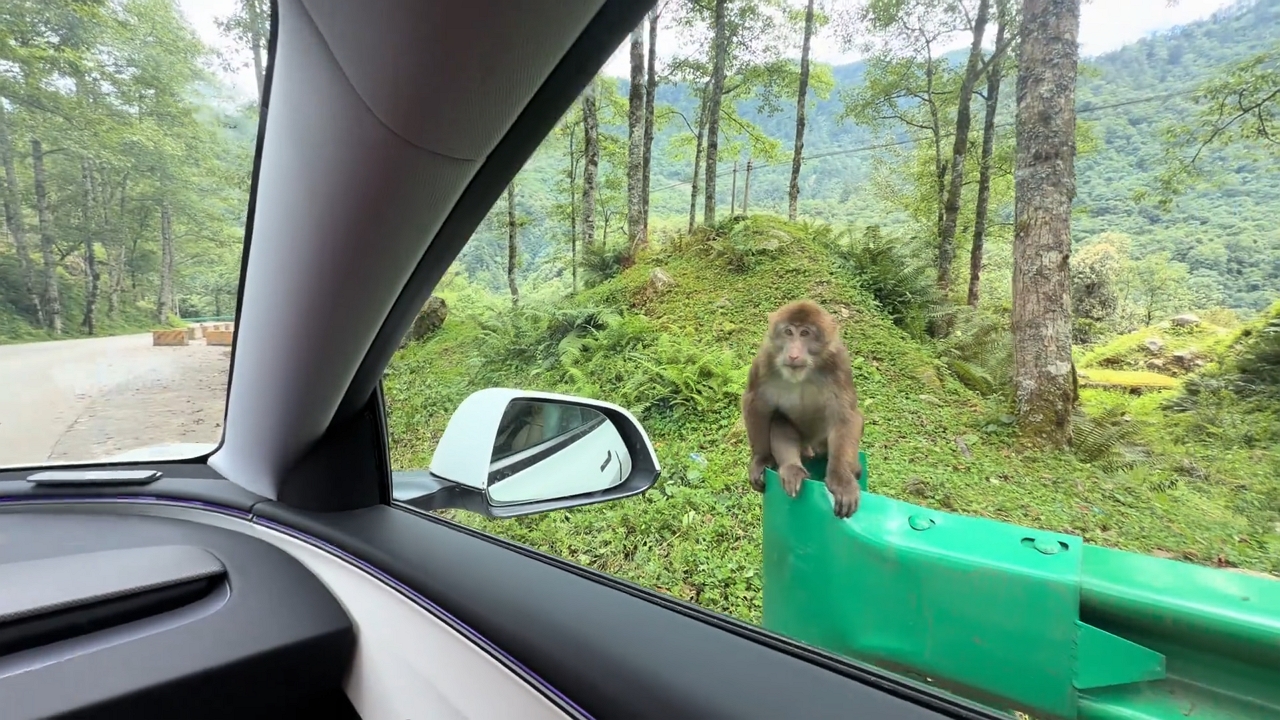 Video thumbnail for Sneaky Monkey Snatches Snack Bowl in China