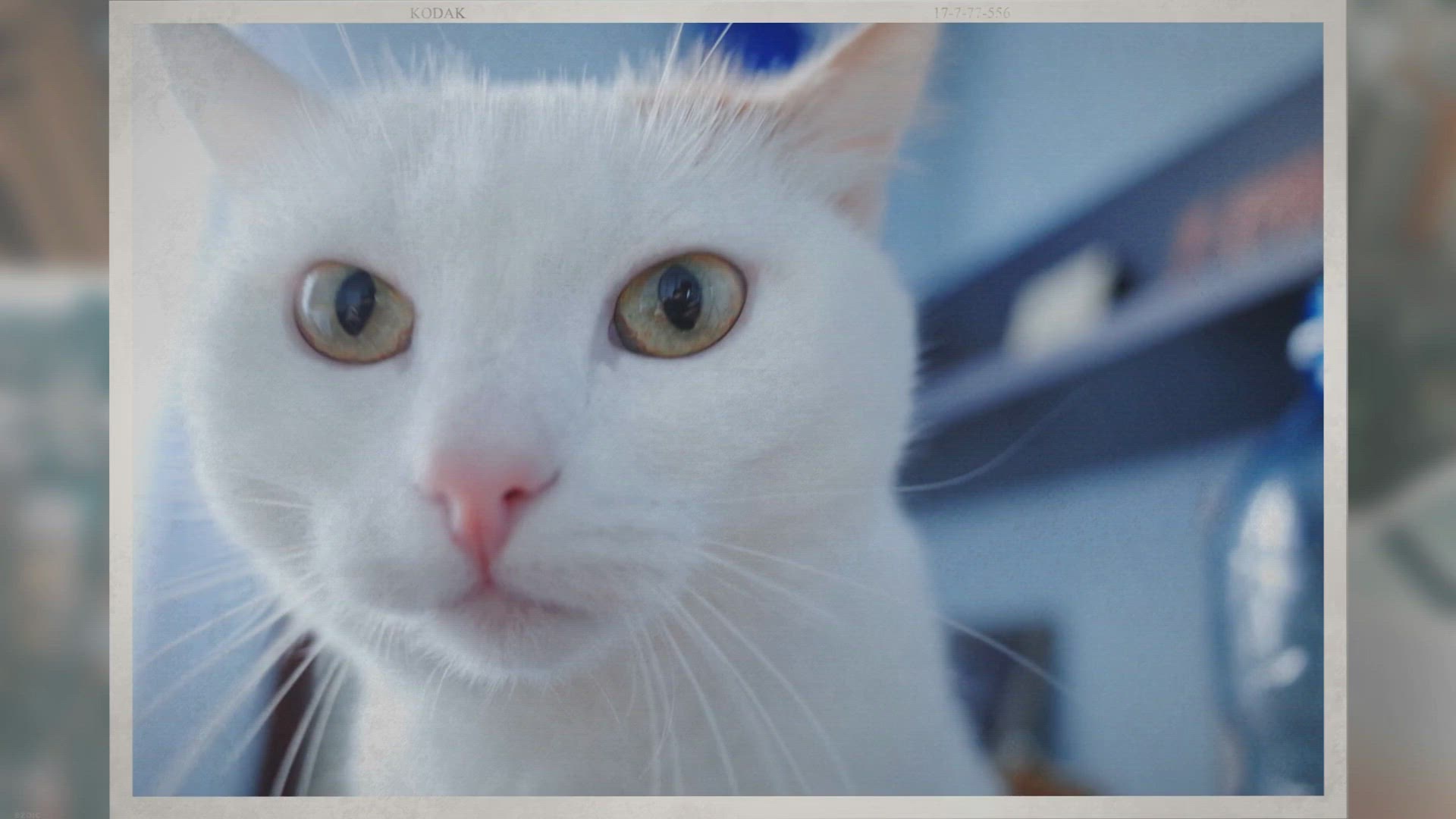 Video thumbnail for What to Expect After the Cat Has an Enema?