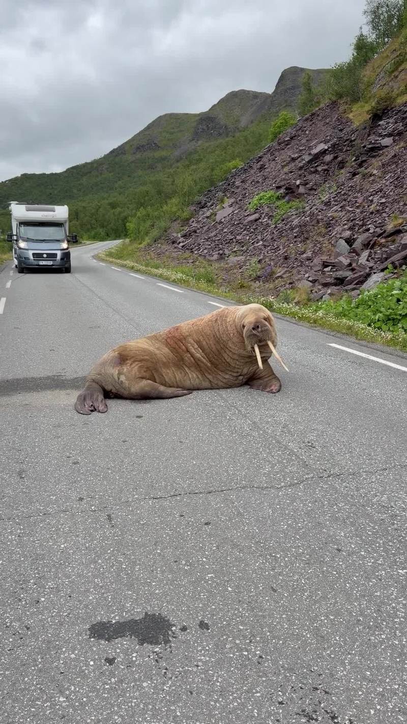 Video thumbnail for Giant Walrus Casually Blocking a Mountain Road in Finnmark