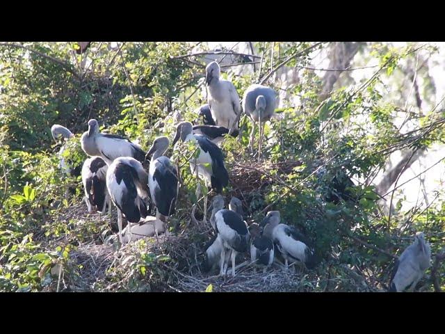 Video thumbnail for Area lake for crane birds made nest alot Hours #100021