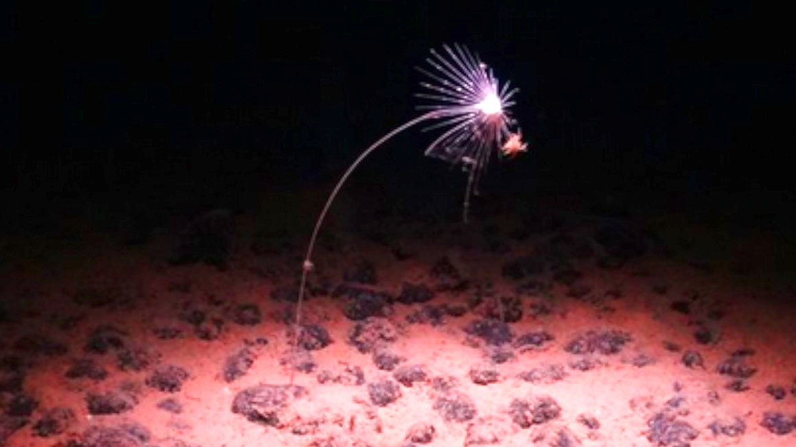 Video thumbnail for Inside the ocean’s invisible depth line that reshapes deep-sea life