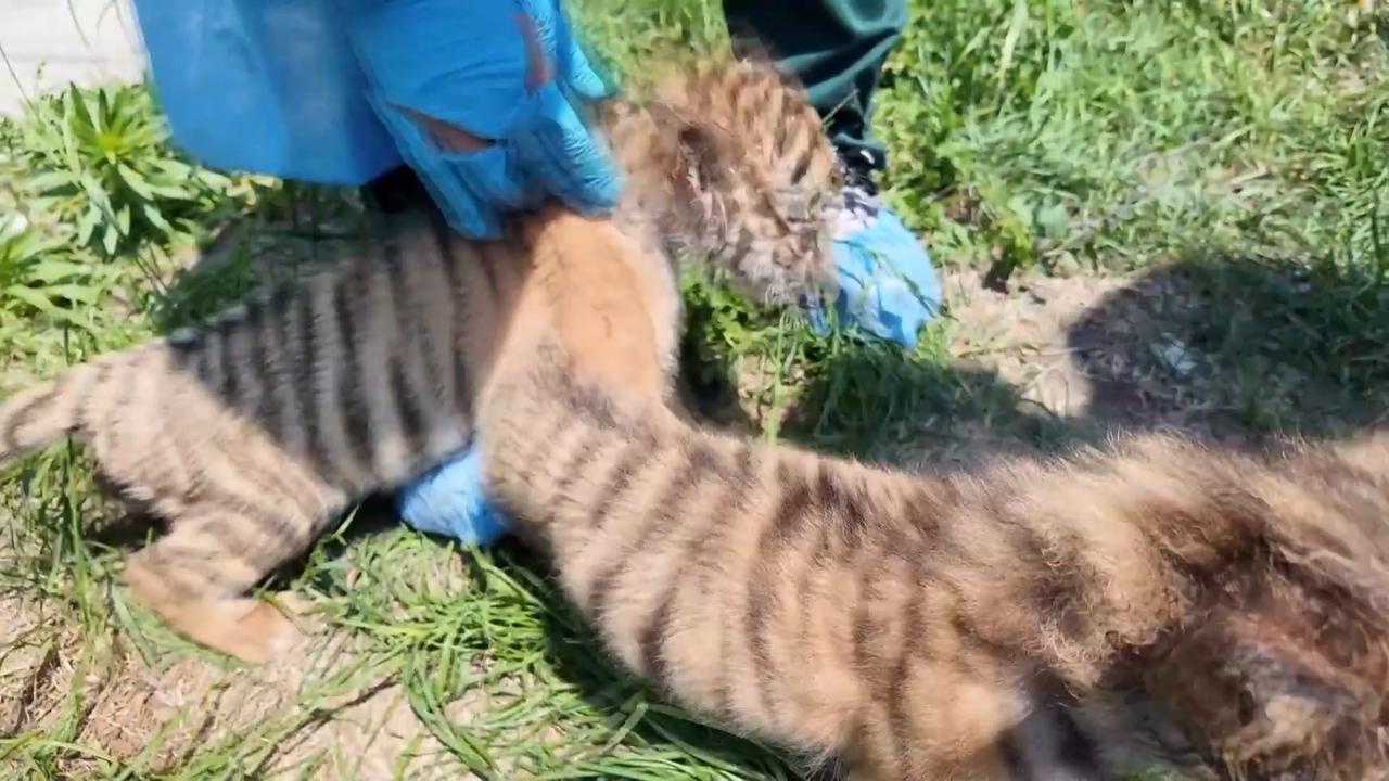 Video thumbnail for China: Over 30 Siberian tiger cubs born during peak breeding season in northeast China.