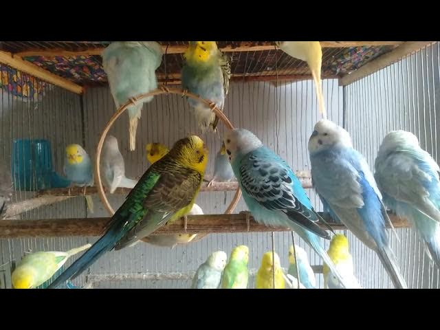 Video thumbnail for 🌸 Tranquilidade total e som natural – 2 Minutos #tranquilidade #sonsdanatureza #pazinterior