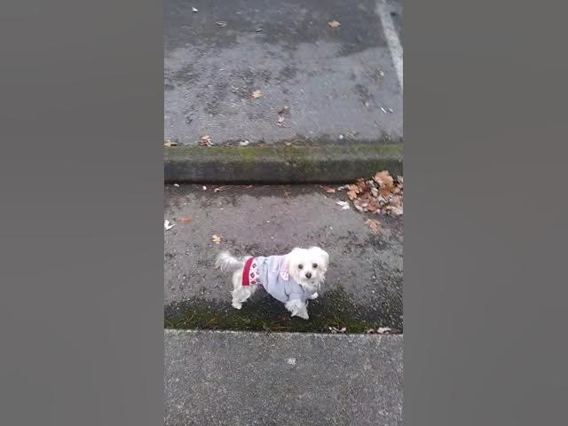 Video thumbnail for She ain't no damn Christmas present