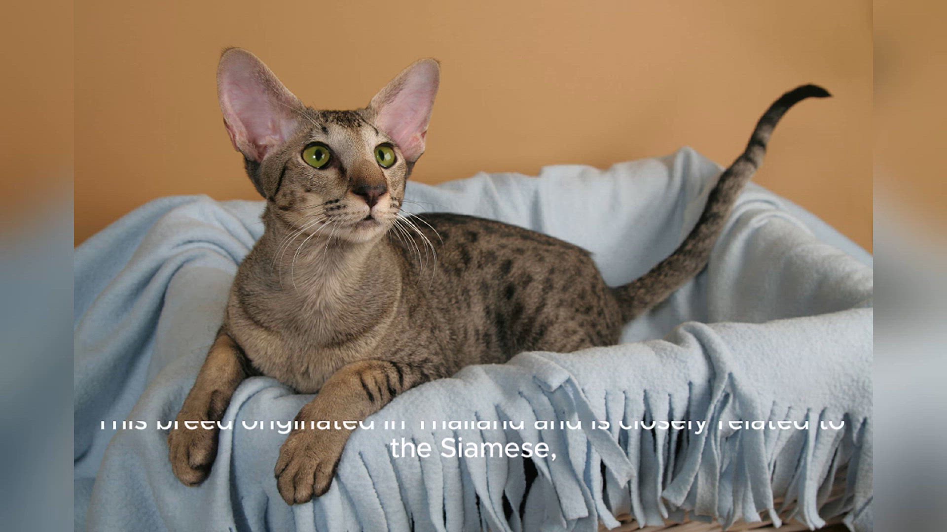 Video thumbnail for Oriental Shorthair