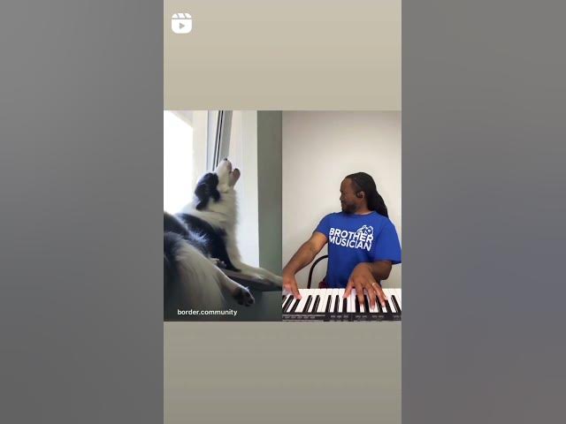 'Video thumbnail for #singingdog #haskysong #duodogs'