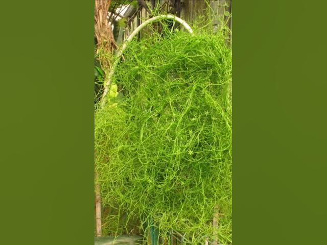 Video thumbnail for Conheça a Cebola Trepadeira.