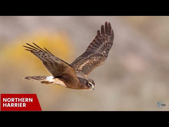Video thumbnail for Hawks in Virginia: Skyward Watchers of the Old Dominion