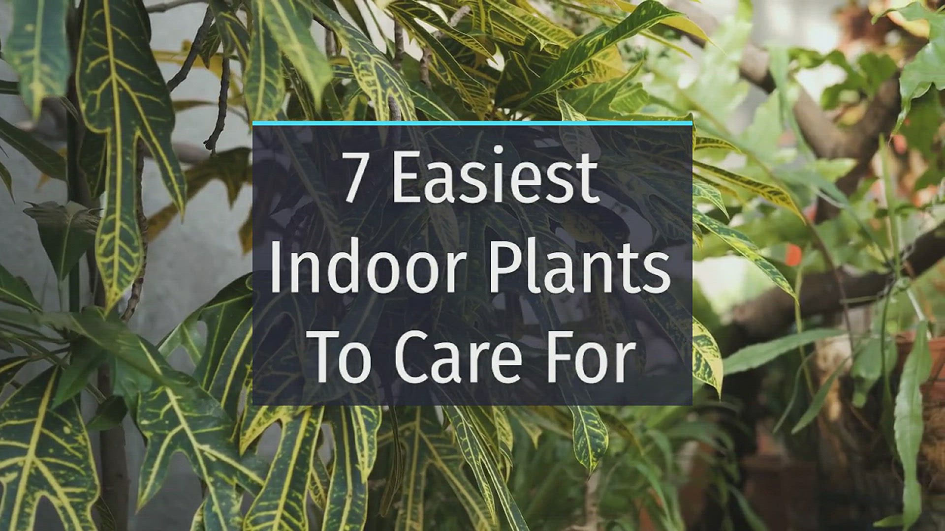 Video thumbnail for 7 Of The Easiest Indoor Plants To Care For