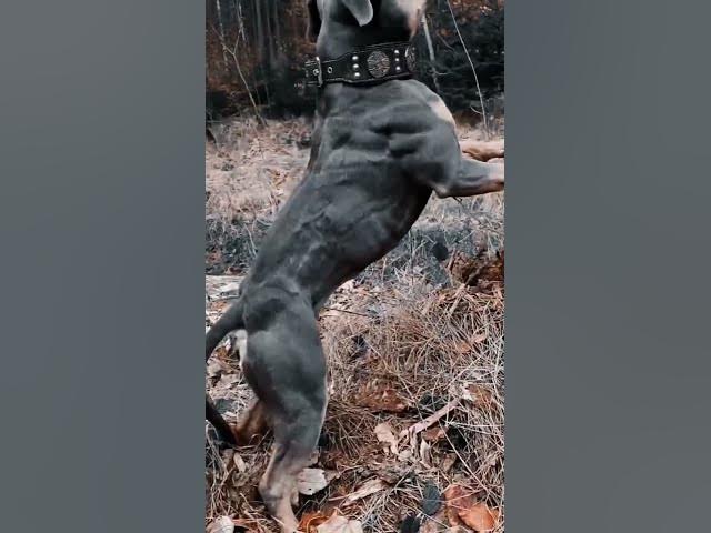'Video thumbnail for Big Bad Dog #happydogs #cutestdogs #smartdog #dogsofyoutube #doggo'