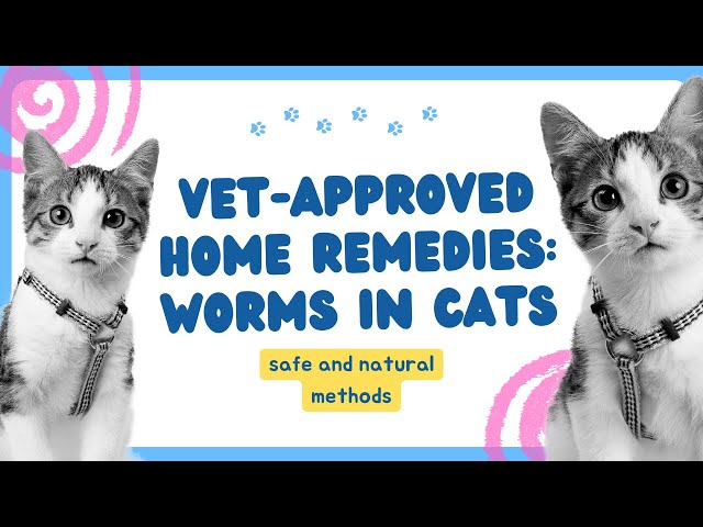 Video thumbnail for Home Remedies for Worms in Cats