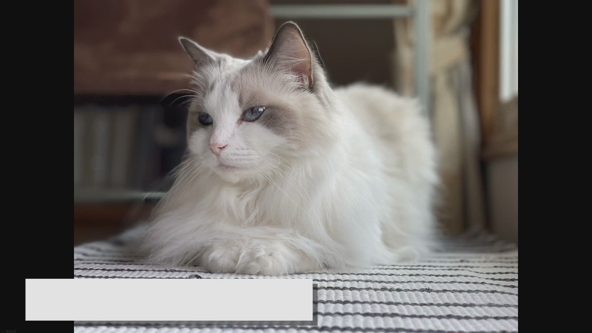 'Video thumbnail for The Rising Popularity of Ragdoll Cats: A Feline Phenomenon'