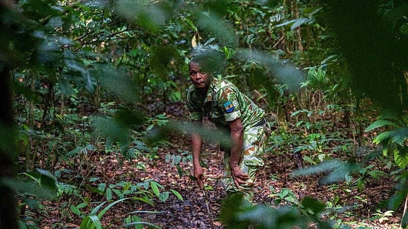 Video thumbnail for Botanists comb Gabon's rich rainforests with nature on the line