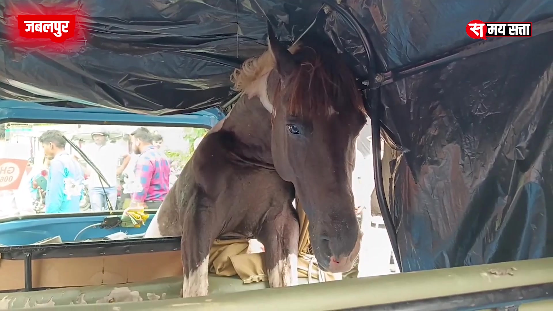 'Video thumbnail for Jabalpur News: बीच सड़क पर बेकाबू घोड़ों का तांडव - आफत में आई कई लोगों की जान'